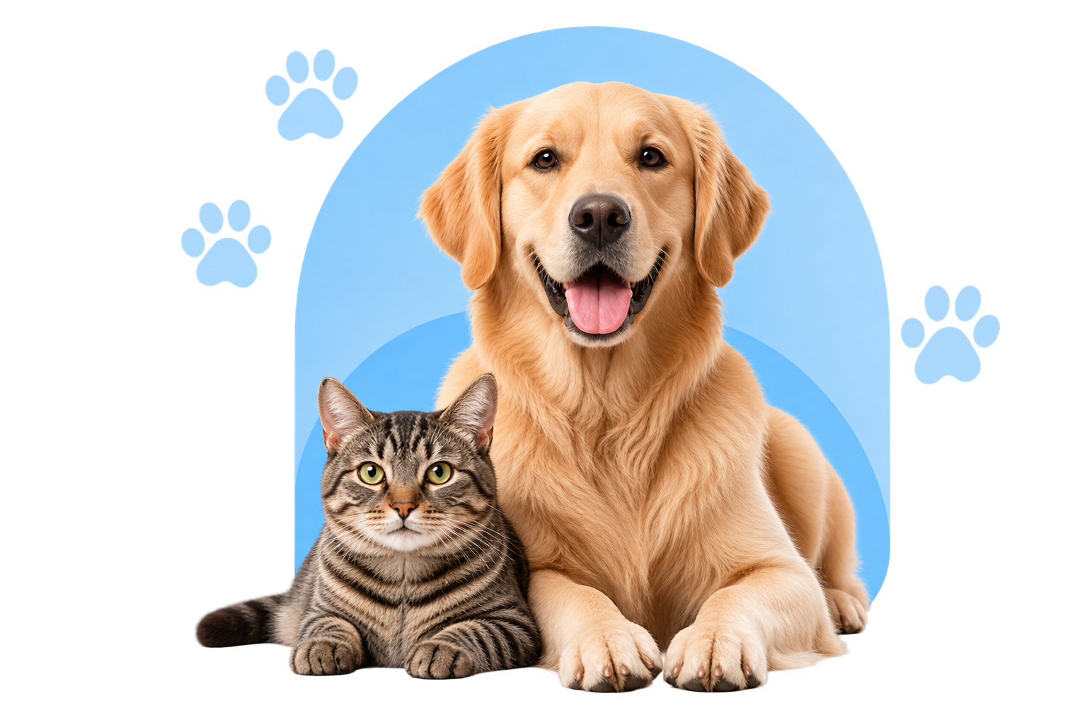Cachorro e gato